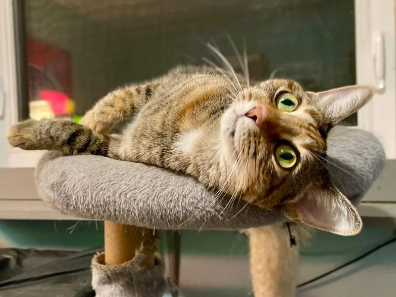 Valerie Aka Bella thumbnail 6