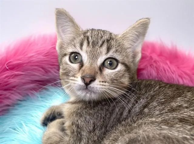 A baby medium-sized female Domestic Short Hair cat named Feline for adoption in Fort Lauderdale, FL
