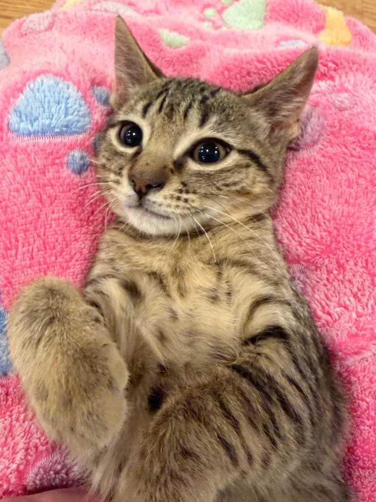 A baby small-sized female Domestic Short Hair cat named Parsnip for adoption in Ogden, UT
