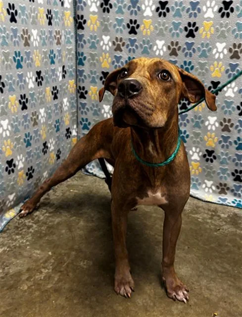 A young medium-sized female Staffordshire Bull Terrier dog named Pookie for adoption in Rosenberg, TX