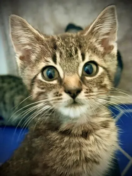 A young small-sized male Domestic Short Hair cat named a Sprout for adoption in North Charleston, SC