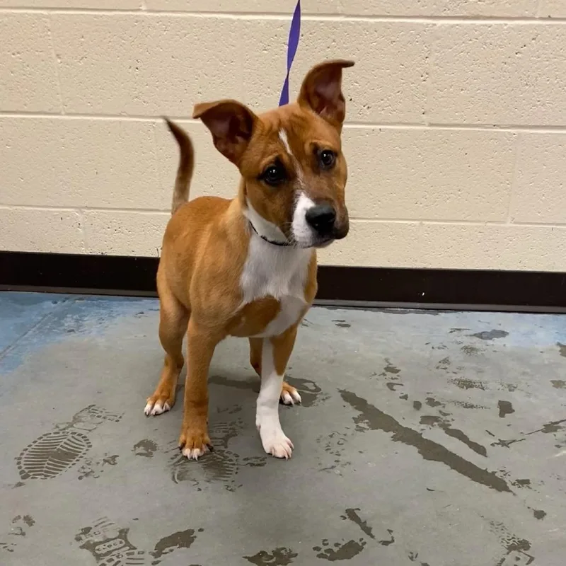 A baby small-sized female Brown / Chocolate Mixed Breed dog named Missy for adoption in Memphis, TN