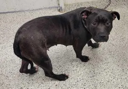 An adult large-sized female Black Pit Bull Terrier dog named Elowen for adoption in Kansas City, MO