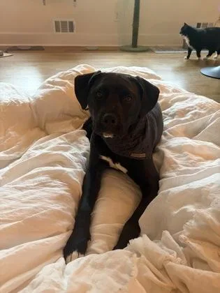 A young medium-sized male Pit Bull Terrier dog named Boone for adoption in Atlanta, GA