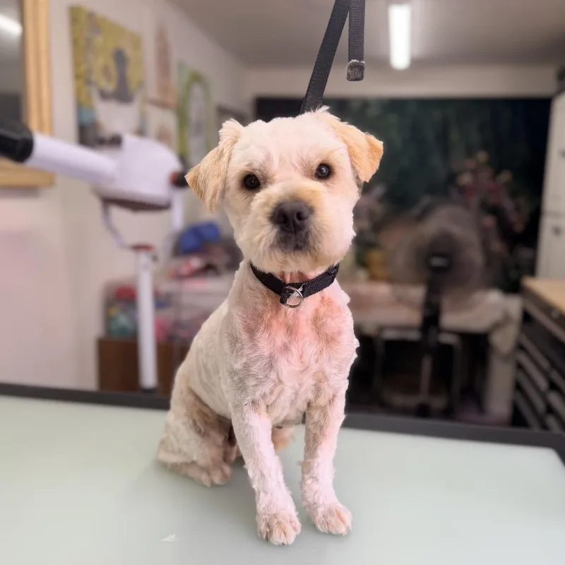 An adult small-sized female White / Cream Mixed Breed dog named Blossom for adoption in Pacific Grove, CA