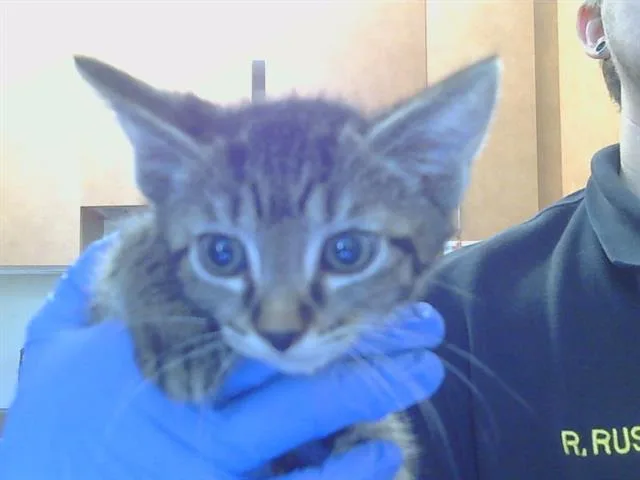 A baby small-sized male Domestic Short Hair cat named Tomasso for adoption in Sacramento, CA