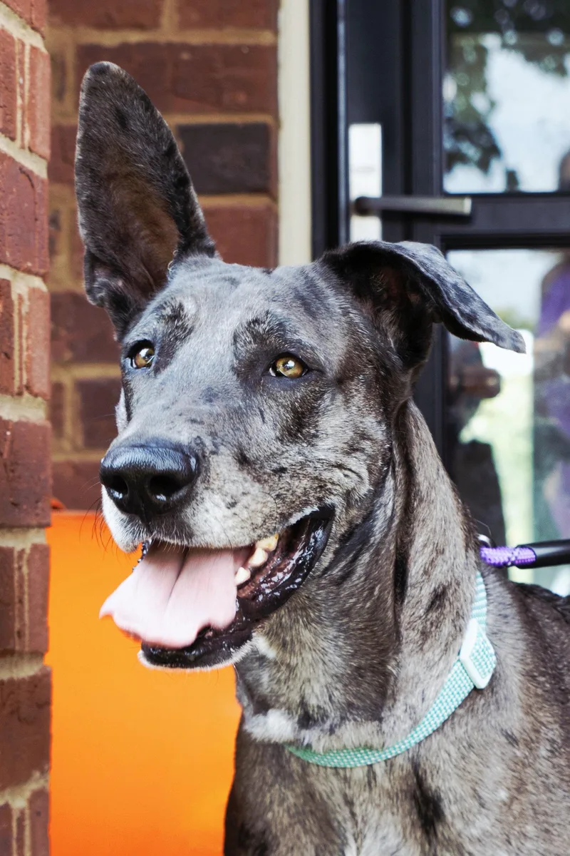 An adult large-sized female Great Dane dog named Roo for adoption in Franklin, TN
