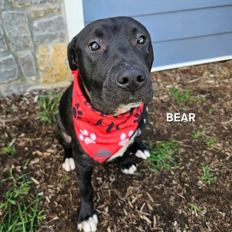 An adult medium-sized male Black Pit Bull Terrier dog named Bear for adoption in Madisonville, TN