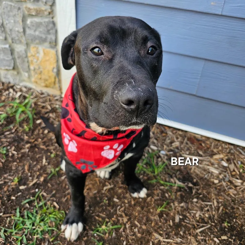 Bear thumbnail 2