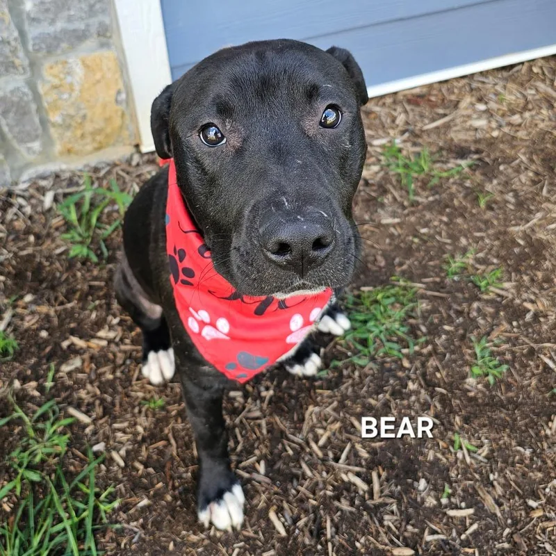 Bear thumbnail 3