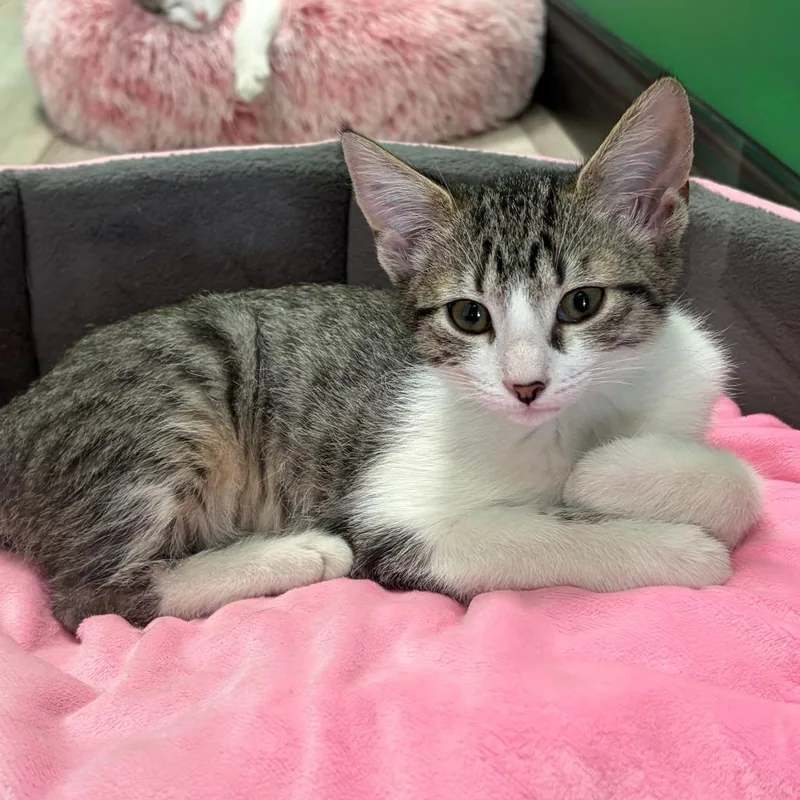 A baby small-sized male Brown / Chocolate Domestic Short Hair cat named Spork for adoption in Dayton, OH