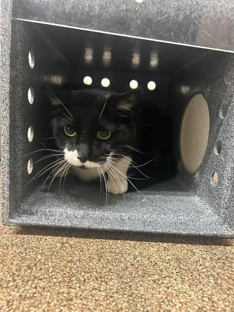 Oreo