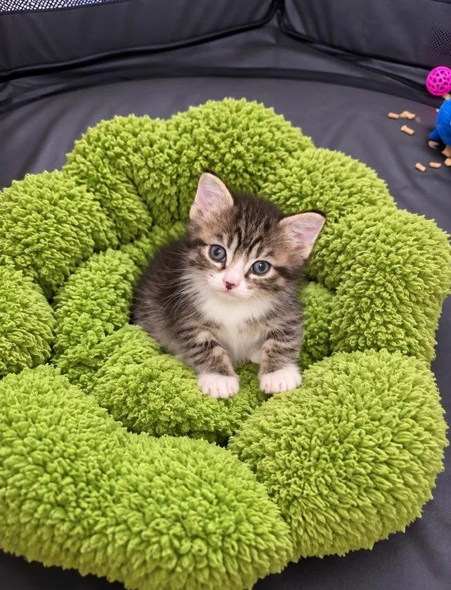 A baby small-sized male Tabby (Brown / Chocolate) Maine Coon cat named Luke & Leah BONDED for adoption in Boca Raton, FL