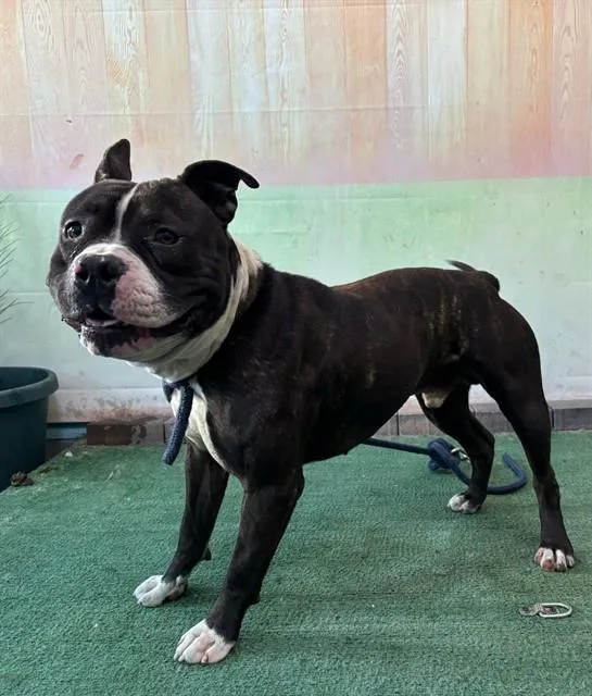 An adult medium-sized male Pit Bull Terrier dog named Flick for adoption in Baldwin Park, CA