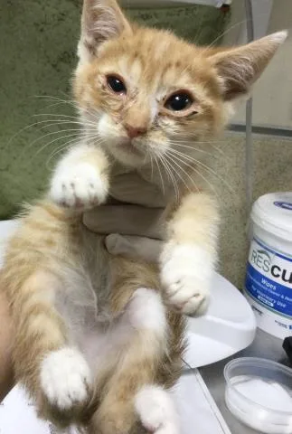 A baby small-sized male Domestic Short Hair cat named Brie for adoption in Riverside, CA