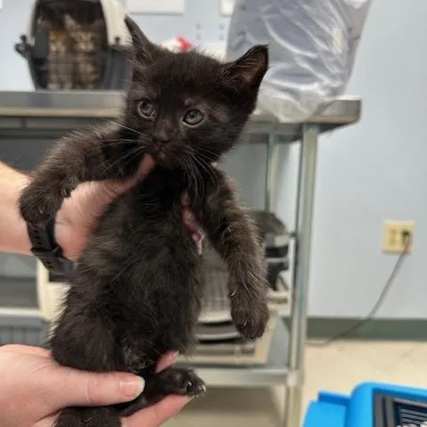 A baby small-sized female Black Domestic Short Hair cat named Caterpie for adoption in Indianapolis, IN