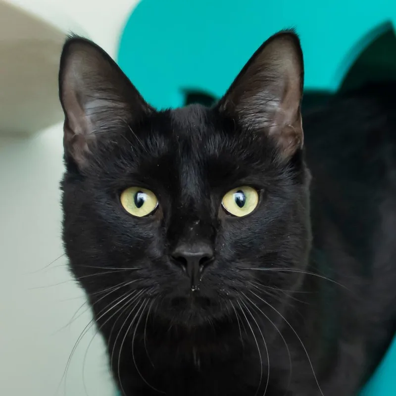 A young medium-sized male Black Domestic Short Hair cat named Siren for adoption in Middletown, RI