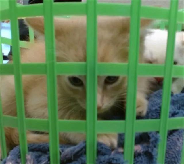 A baby small-sized male Domestic Short Hair cat named Morris for adoption in Oklahoma City, OK
