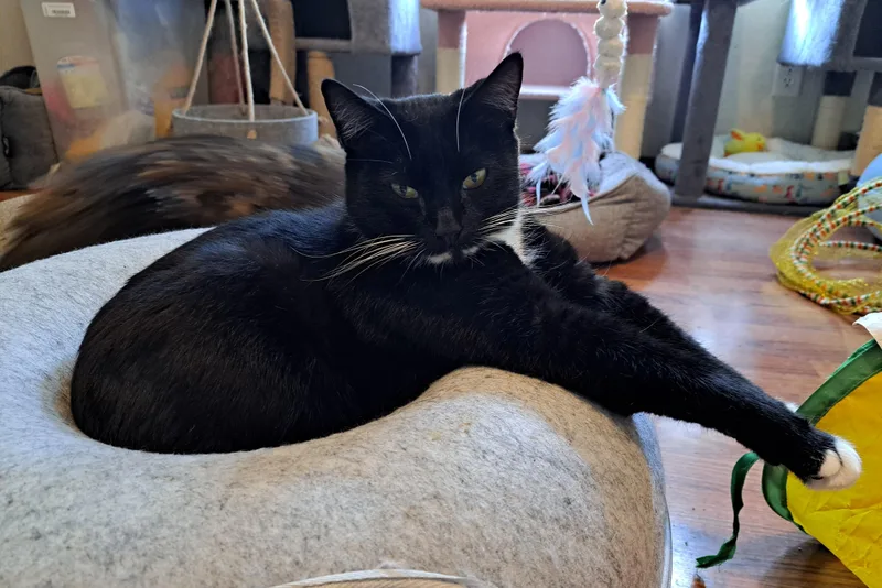 Priscilla thumbnail 2