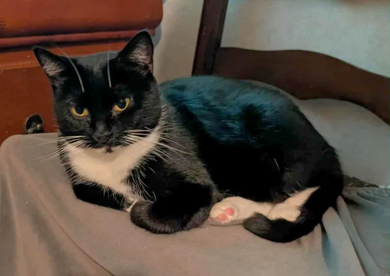 Priscilla thumbnail 3