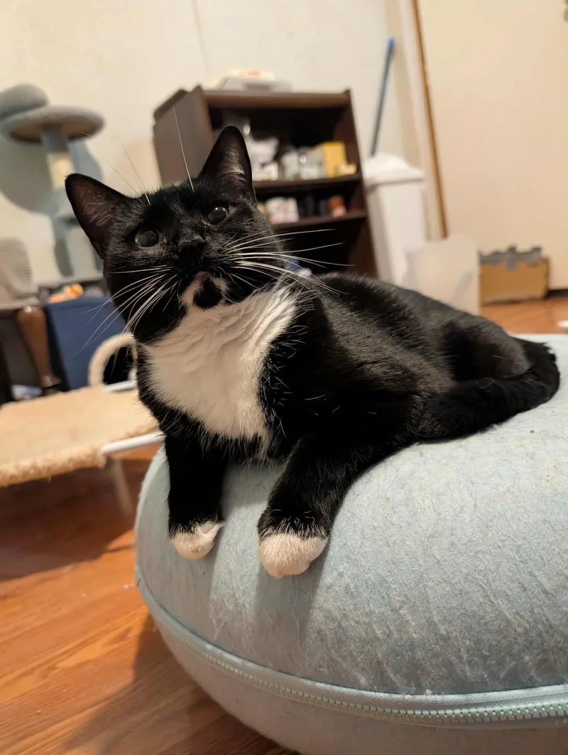 Priscilla thumbnail 4