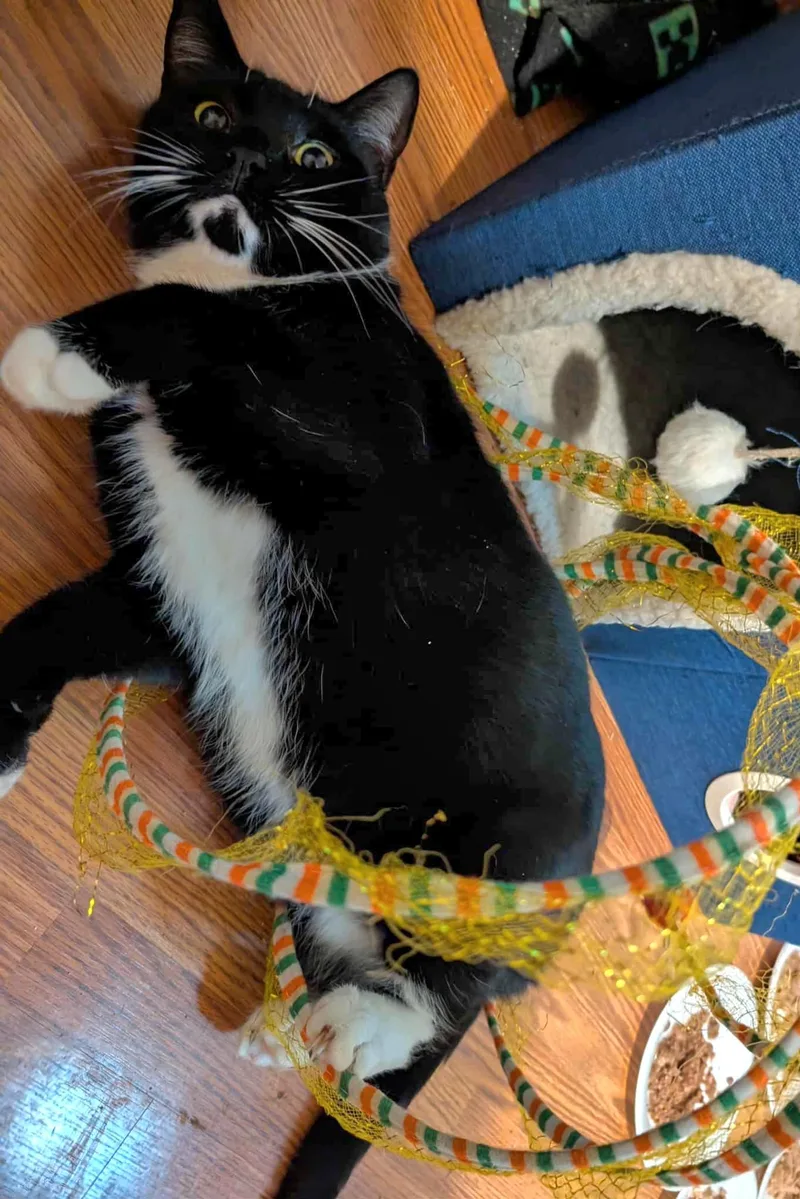 Priscilla thumbnail 5