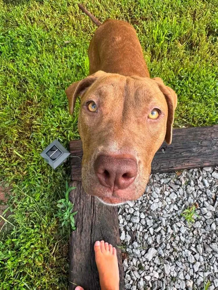 A young medium-sized female Brown / Chocolate Mixed Breed dog named Sally for adoption in Leverett, MA