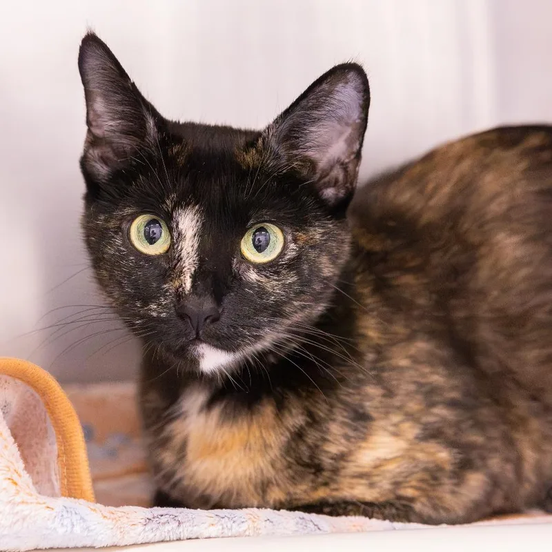 A baby medium-sized female Domestic Short Hair cat named Bingo for adoption in Mentor, OH