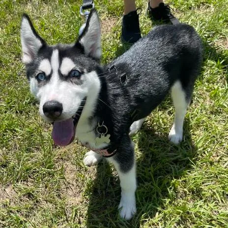 A young medium-sized female Black Husky dog named Athena for adoption in Indiantown, FL