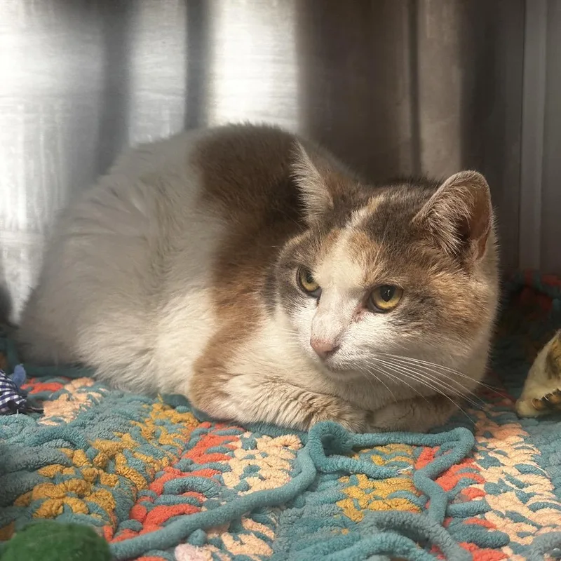 A senior medium-sized female Calico Domestic Short Hair cat named Sabrina The Teenage Cat for adoption in Dearborn, MI