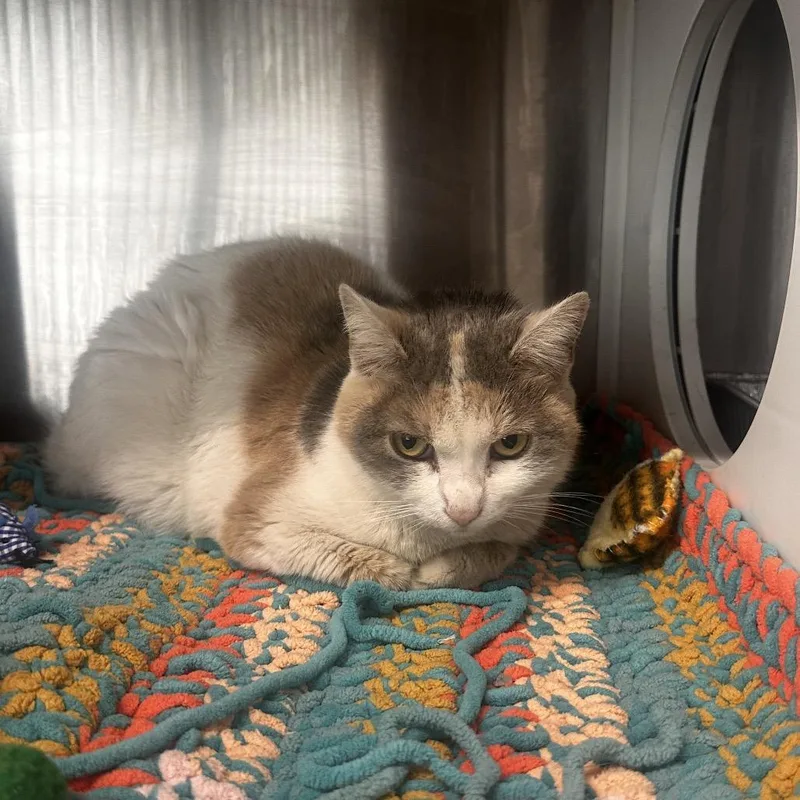 Sabrina The Teenage Cat thumbnail 2