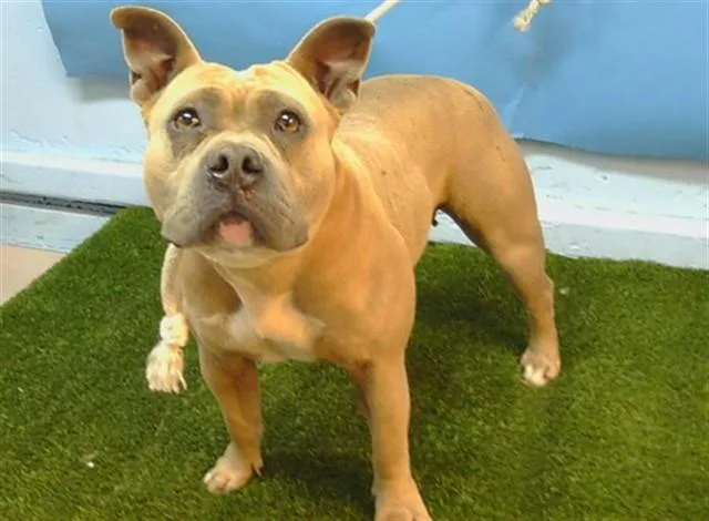 A young medium-sized female Pit Bull Terrier dog named Reese for adoption in Gardena, CA
