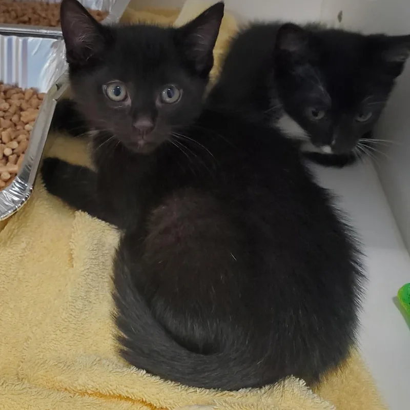 A baby small-sized male Black Domestic Short Hair cat named Hugz for adoption in Greensboro, NC