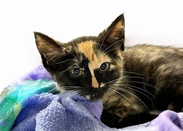A baby medium-sized female Domestic Short Hair cat named Lucy for adoption in Fort Lauderdale, FL