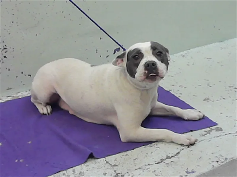 A young large-sized female American Staffordshire Terrier dog named A for adoption in Houston, TX
