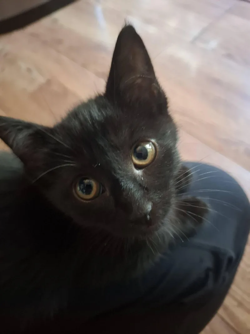 A baby medium-sized female Black Domestic Short Hair cat named Cake for adoption in Battle Creek, MI