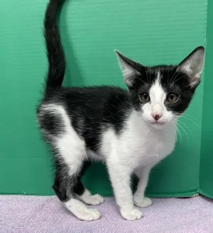 A baby small-sized male Domestic Short Hair cat named Mooey for adoption in Houston, TX