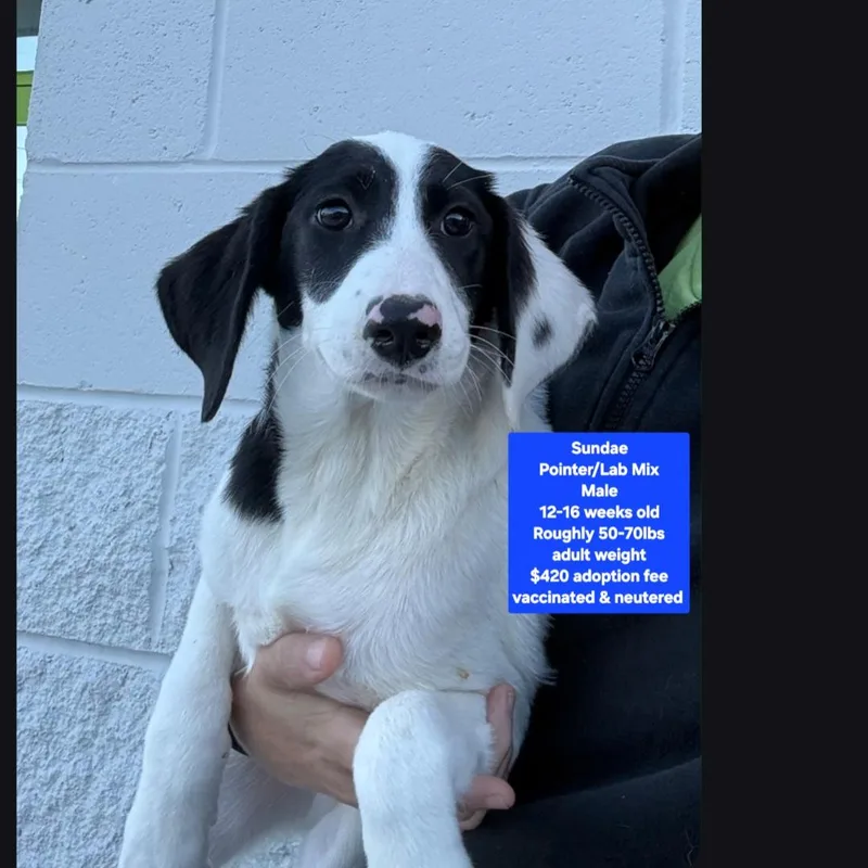 A baby large-sized male Pointer dog named Sundae for adoption in Oviedo, FL