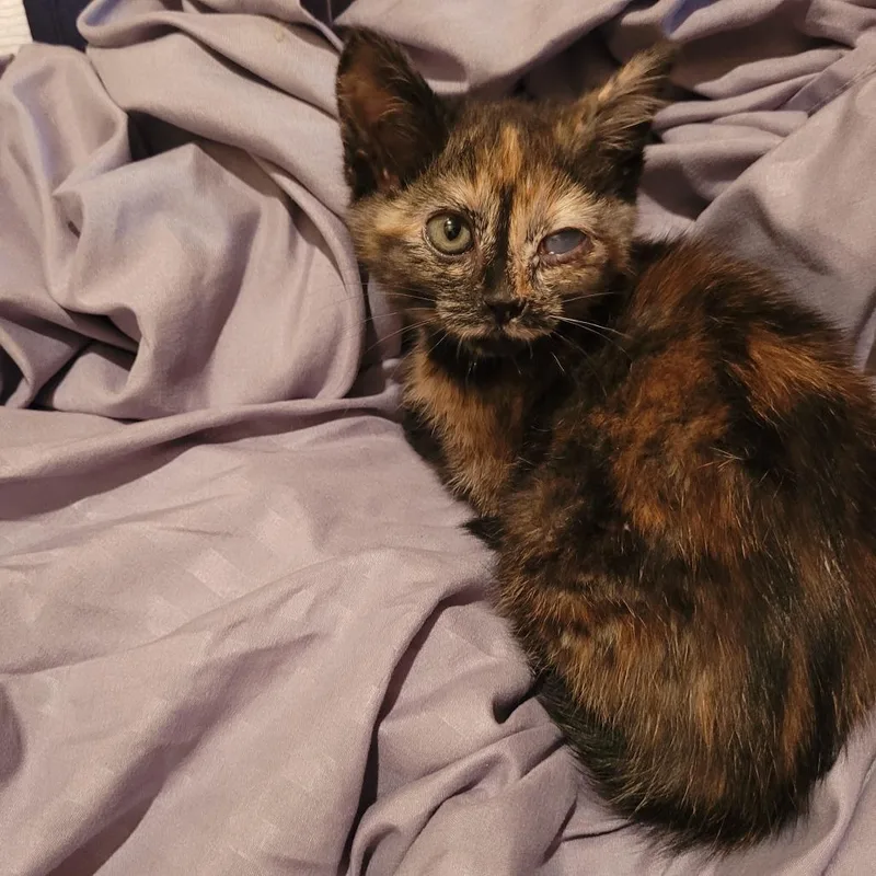 A baby small-sized female Tortoiseshell Domestic Short Hair cat named Illa C for adoption in Princeton, MN