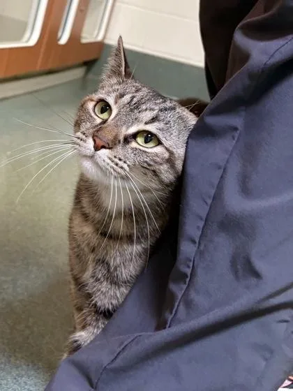 Izzy  working cat! thumbnail 2