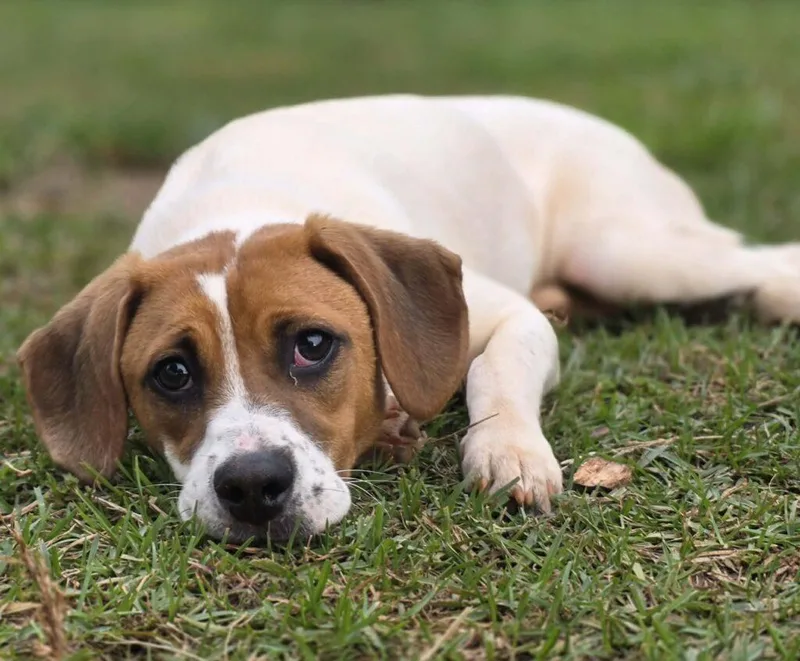 A young medium-sized female White / Cream Beagle dog named Loretta for adoption in Red Hook, NY
