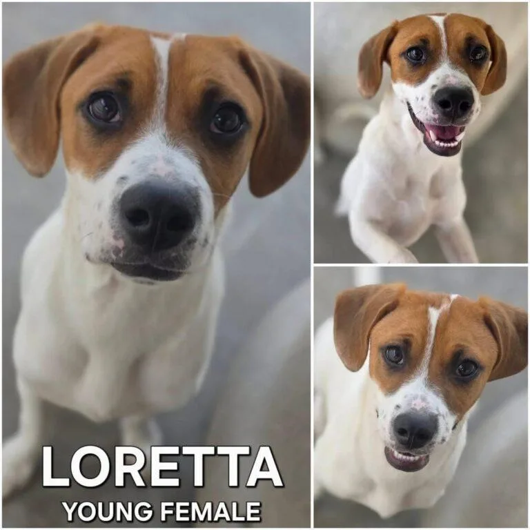 Loretta thumbnail 6