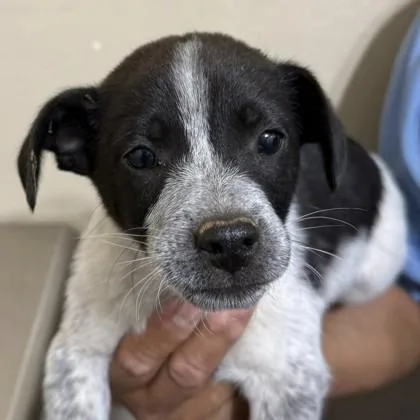 A young medium-sized male Australian Cattle Dog / Blue Heeler dog named Abel for adoption in Flagstaff, AZ