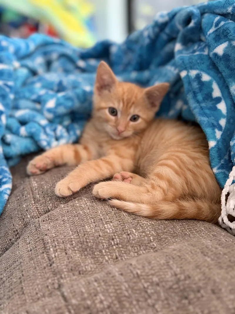 A baby small-sized male Tabby (Orange / Red) Domestic Short Hair cat named Hank for adoption in Lewis Center, OH