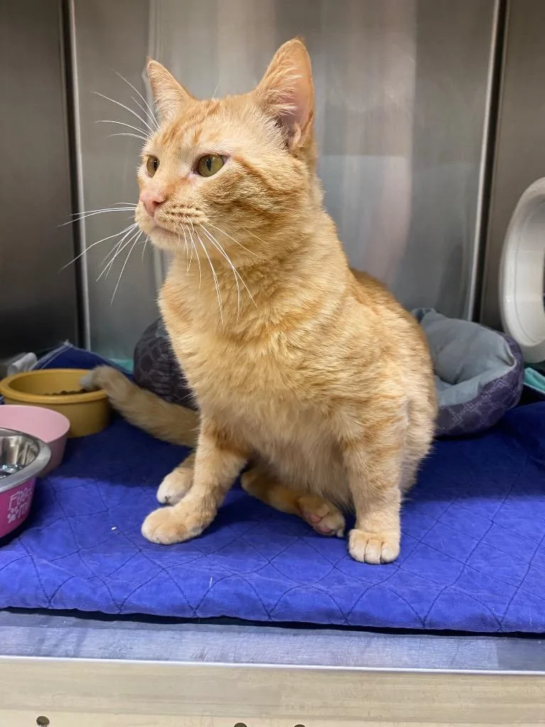 An adult large-sized male American Shorthair cat named Darius for adoption in Seven Points, TX