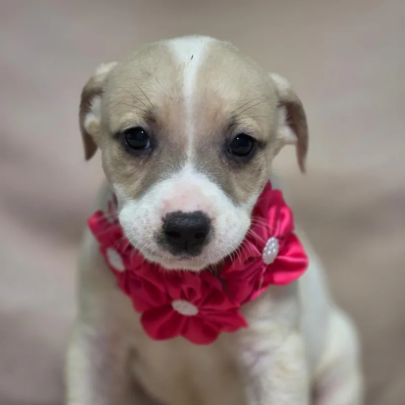 A baby medium-sized female Hound dog named Happy for adoption in Wiggins, MS