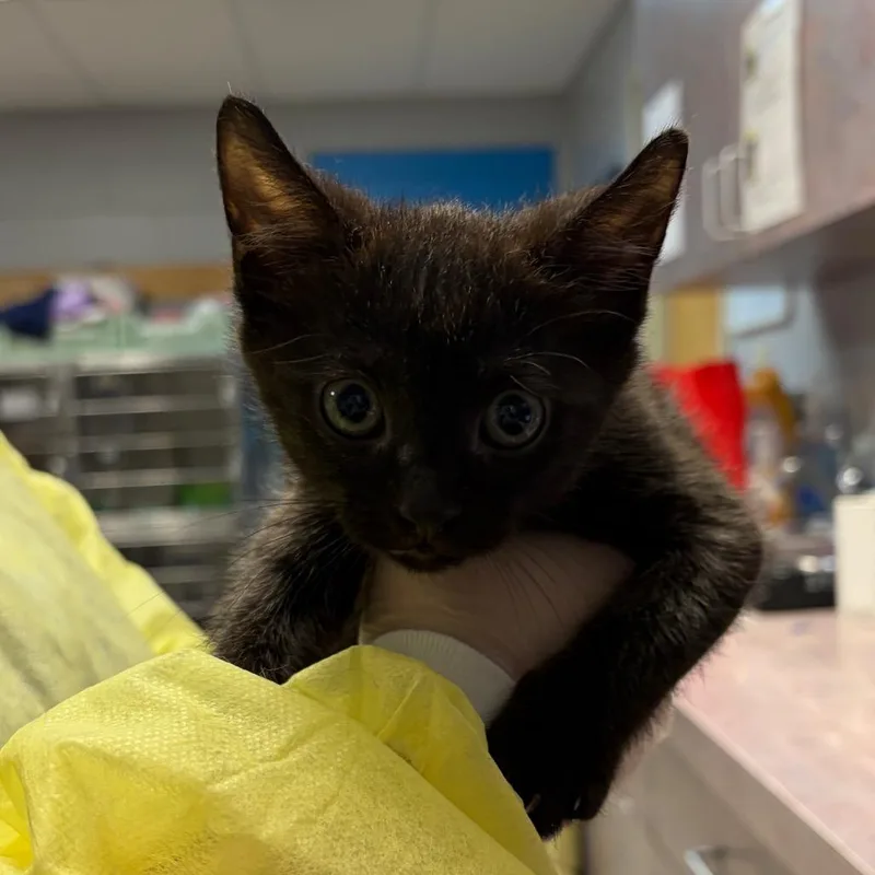 A baby small-sized male Black Domestic Short Hair cat named Snoopy for adoption in Vineland, NJ