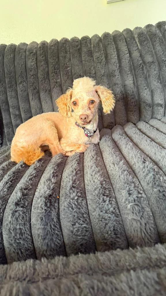 An adult small-sized male Poodle dog named Koda for adoption in Mustang, OK
