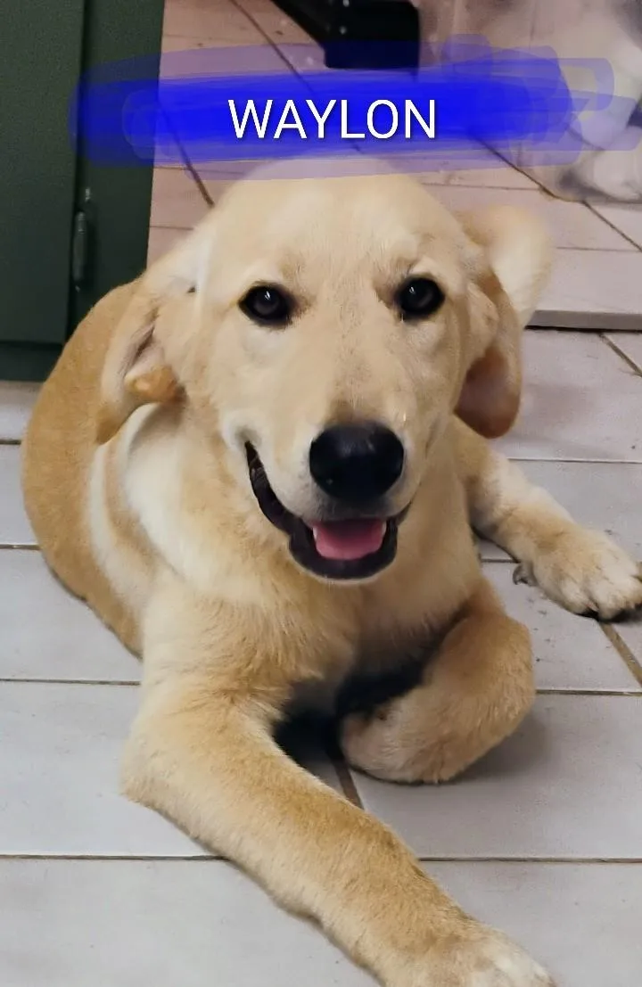 A baby large-sized male Red / Chestnut / Orange Great Pyrenees dog named Waylon for adoption in Saint Jo, TX