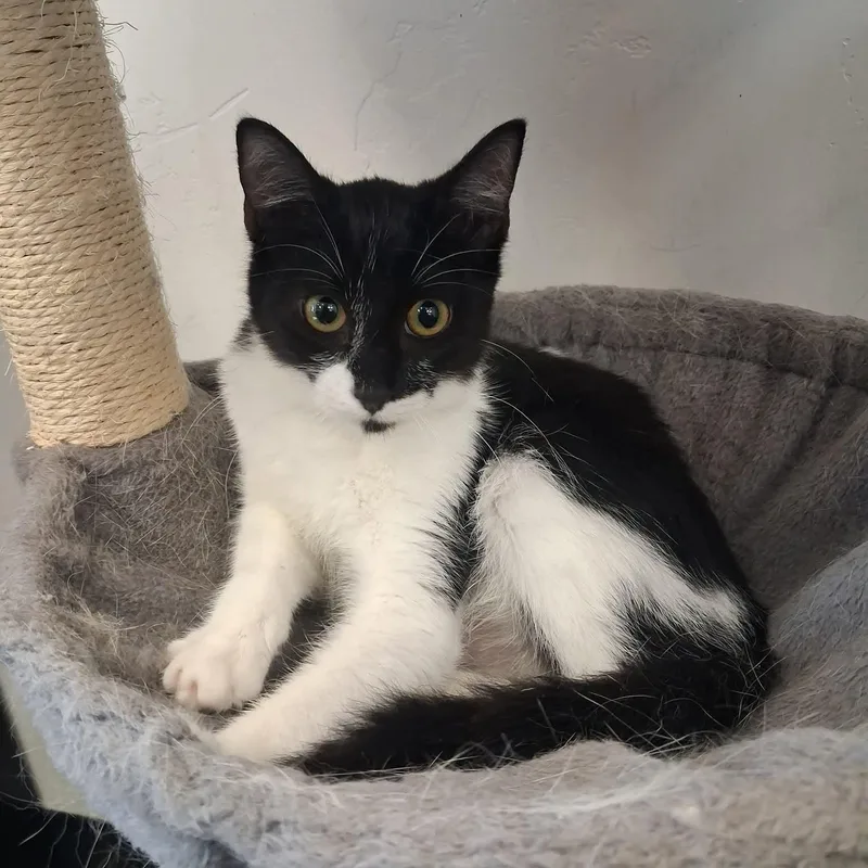 A young medium-sized female Domestic Short Hair cat named Bandita for adoption in Roosevelt, UT